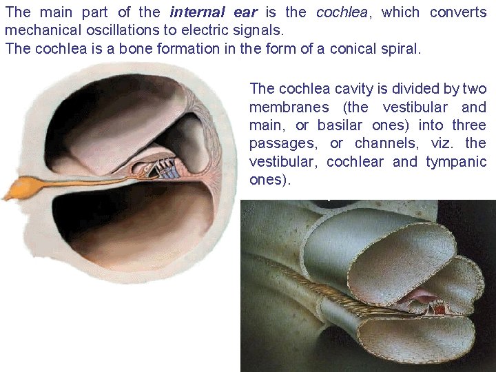 The main part of the internal ear is the cochlea, which converts mechanical oscillations