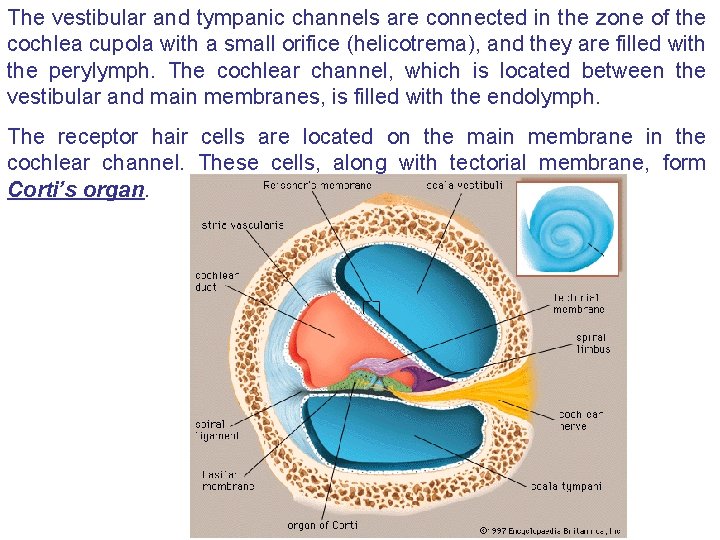 The vestibular and tympanic channels are connected in the zone of the cochlea cupola