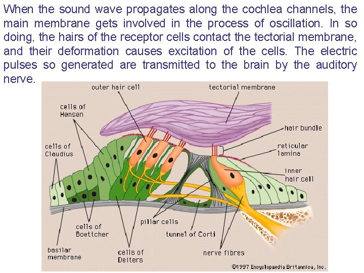 When the sound wave propagates along the cochlea channels, the main membrane gets involved