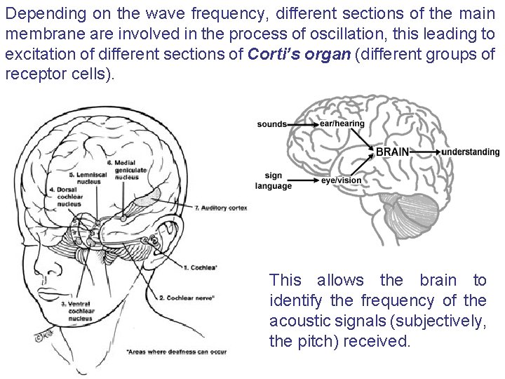 Depending on the wave frequency, different sections of the main membrane are involved in