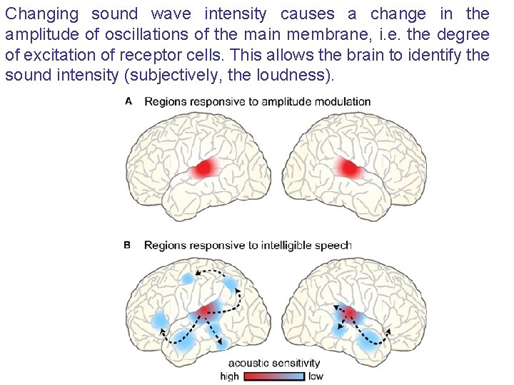 Changing sound wave intensity causes a change in the amplitude of oscillations of the