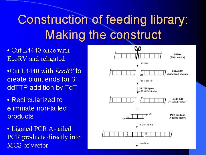 Construction of feeding library: Making the construct • Cut L 4440 once with Eco.