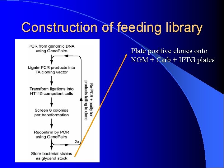 Construction of feeding library Plate positive clones onto NGM + Carb + IPTG plates