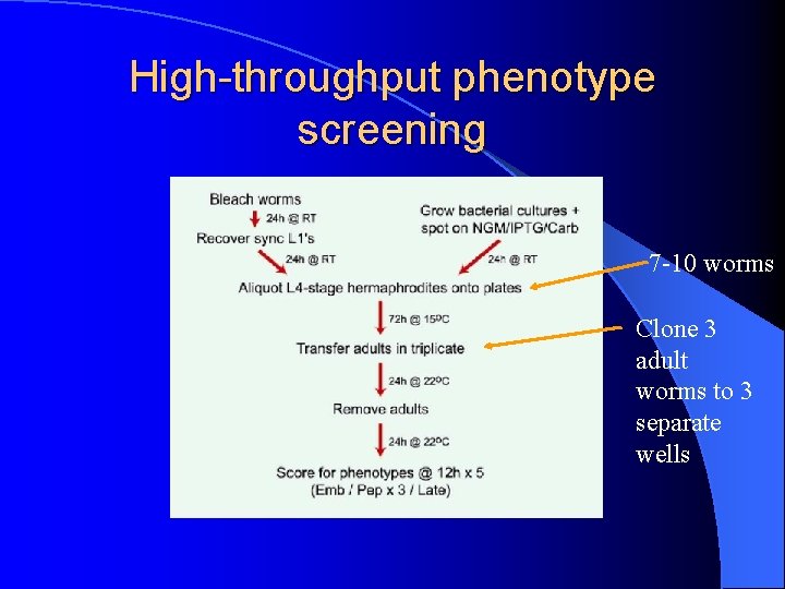 High-throughput phenotype screening 7 -10 worms Clone 3 adult worms to 3 separate wells