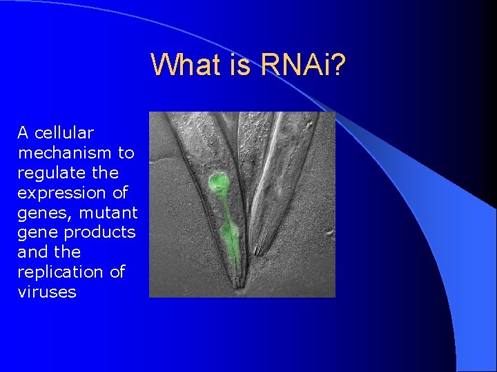 What is RNAi? A cellular mechanism to regulate the expression of genes, mutant gene