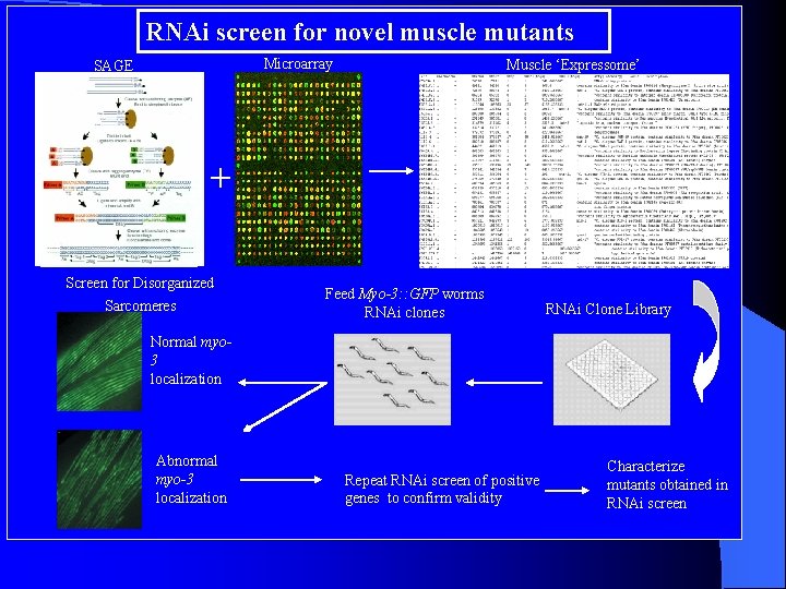 RNAi screen for novel muscle mutants Microarray SAGE Muscle ‘Expressome’ + Screen for Disorganized
