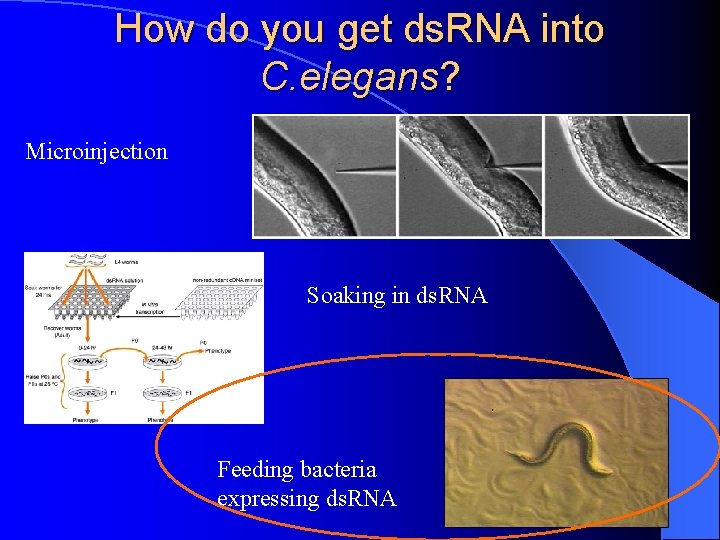 How do you get ds. RNA into C. elegans? Microinjection Soaking in ds. RNA