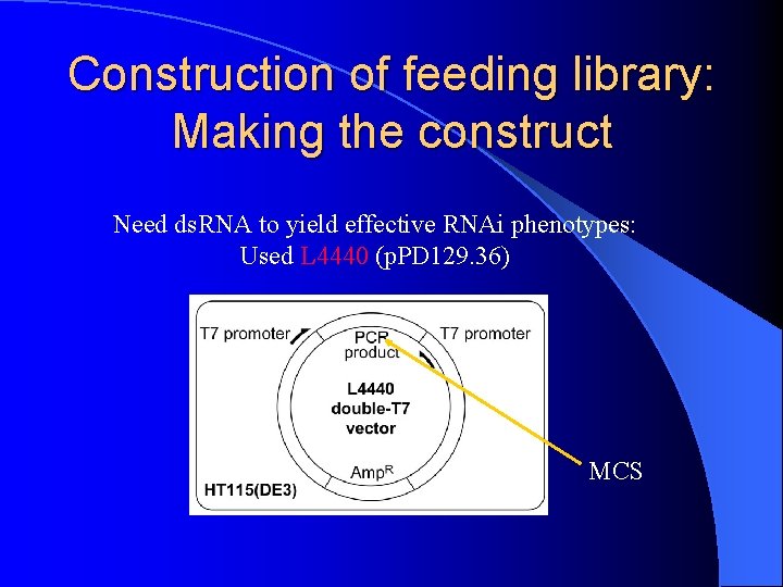 Construction of feeding library: Making the construct Need ds. RNA to yield effective RNAi