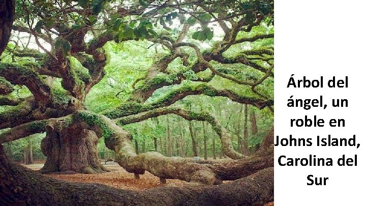 Árbol del ángel, un roble en Johns Island, Carolina del Sur 