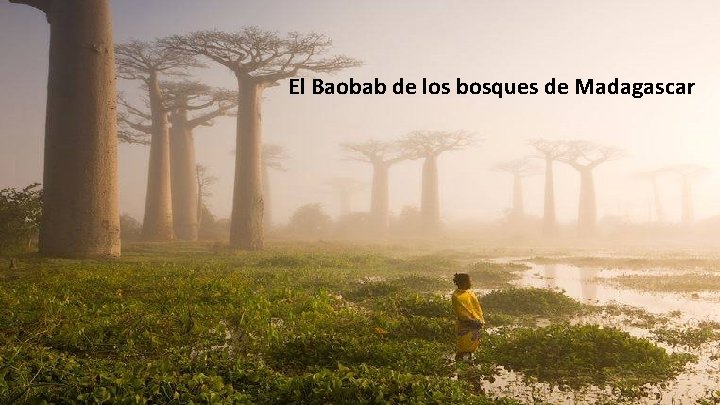 El Baobab de los bosques de Madagascar 