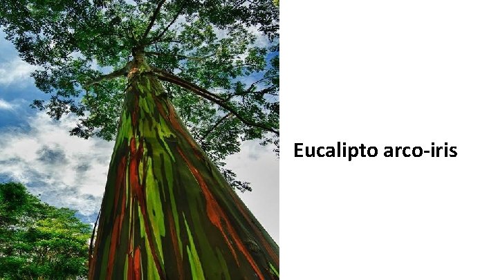 Eucalipto arco-iris 