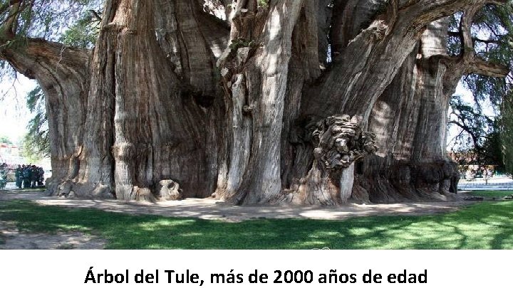 Árbol del Tule, más de 2000 años de edad 