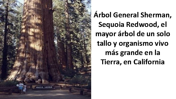 Árbol General Sherman, Sequoia Redwood, el mayor árbol de un solo tallo y organismo