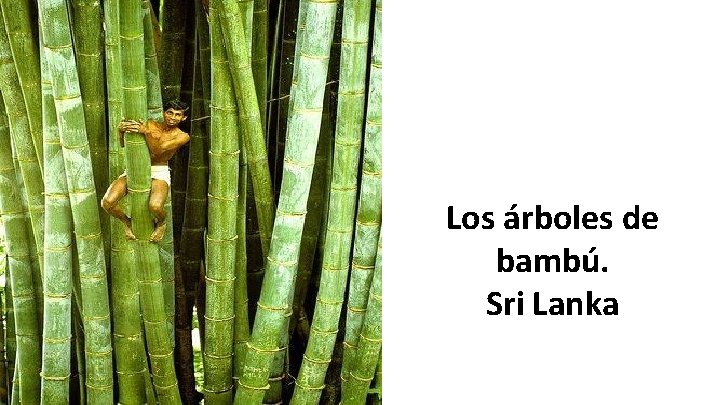 Los árboles de bambú. Sri Lanka 