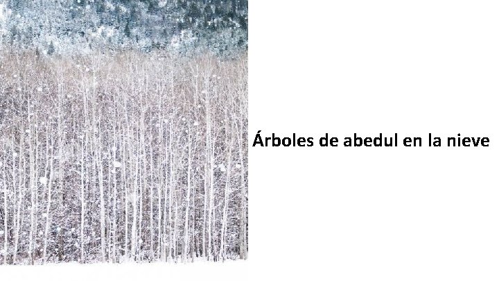 Árboles de abedul en la nieve 