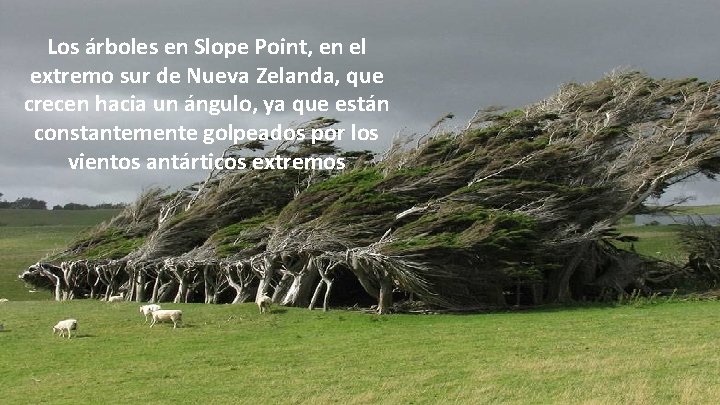 Los árboles en Slope Point, en el extremo sur de Nueva Zelanda, que crecen