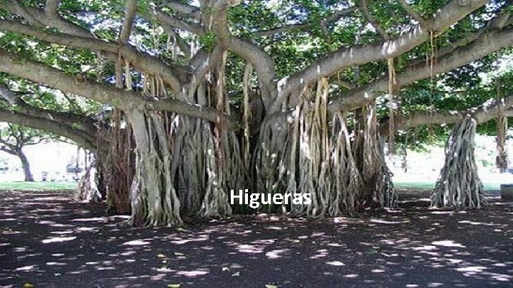 Higueras 