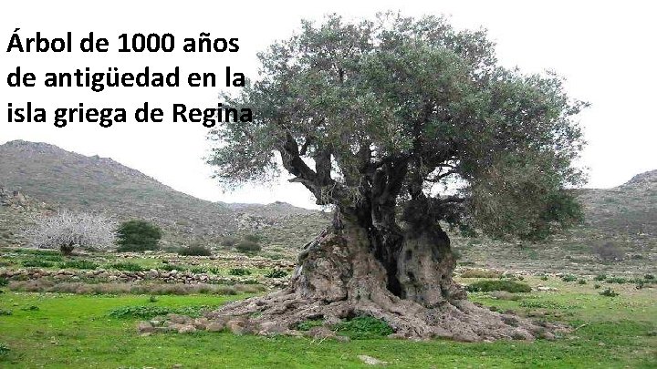 Árbol de 1000 años de antigüedad en la isla griega de Regina 