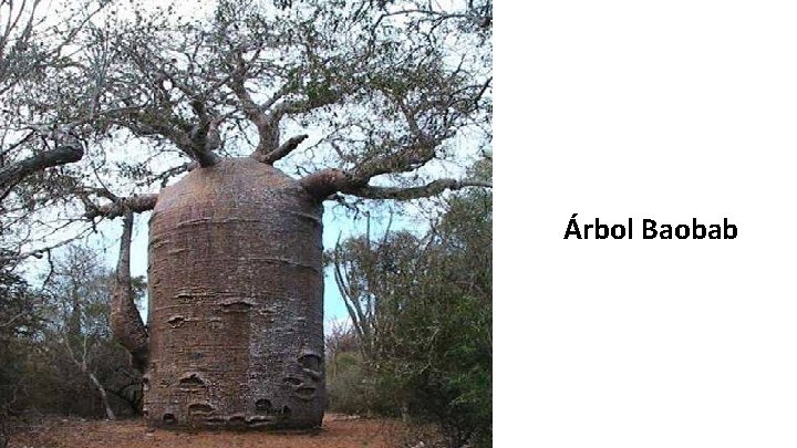 Árbol Baobab 