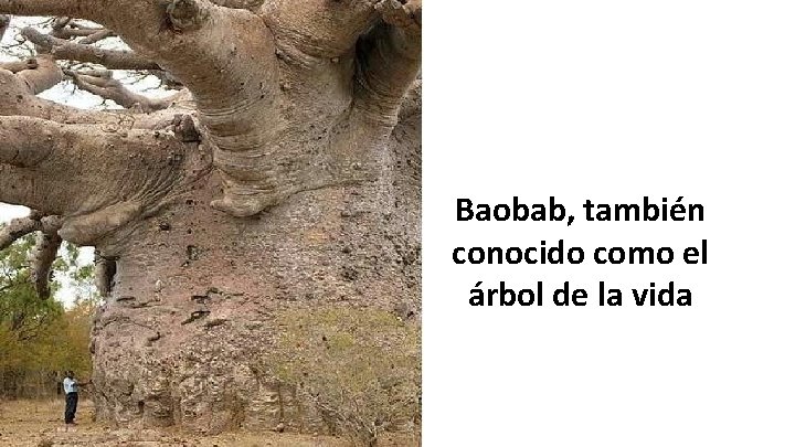 Baobab, también conocido como el árbol de la vida 