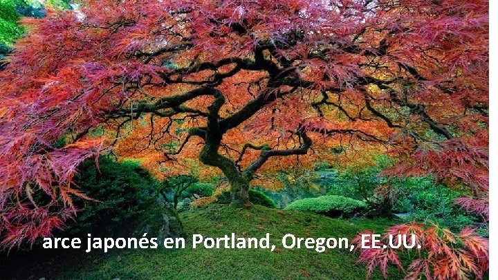 arce japonés en Portland, Oregon, EE. UU. 