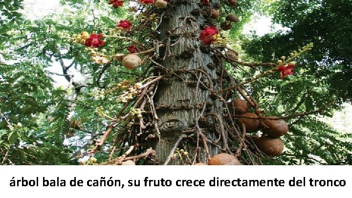 árbol bala de cañón, su fruto crece directamente del tronco 