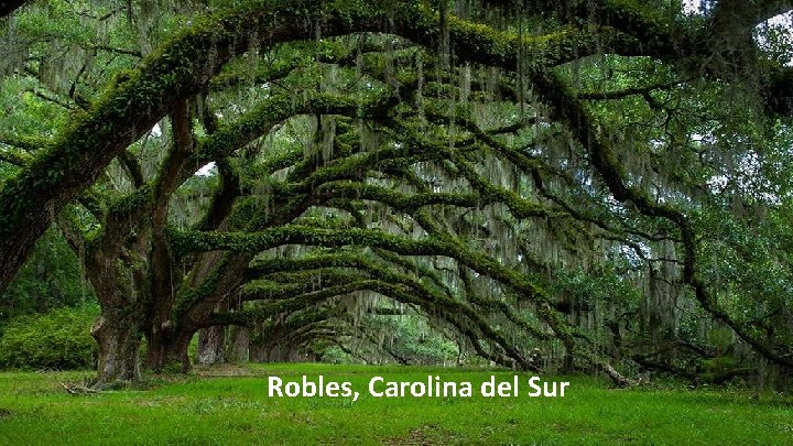 Robles, Carolina del Sur 