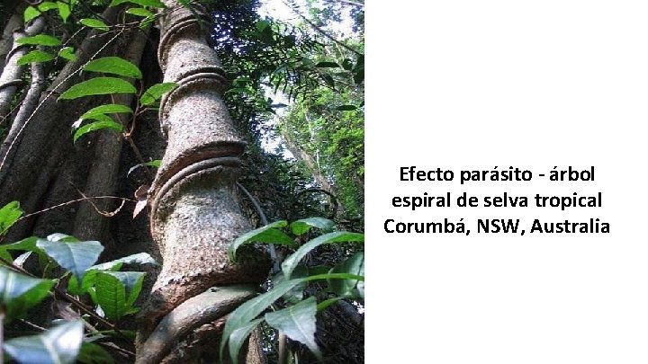 Efecto parásito - árbol espiral de selva tropical Corumbá, NSW, Australia 