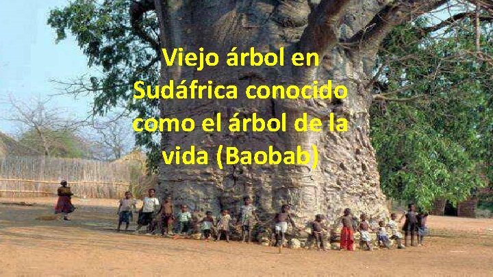 Viejo árbol en Sudáfrica conocido como el árbol de la vida (Baobab) 