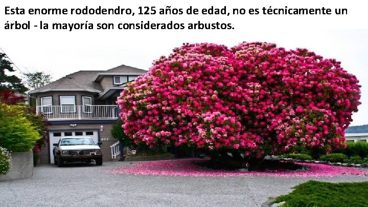 Esta enorme rododendro, 125 años de edad, no es técnicamente un árbol - la