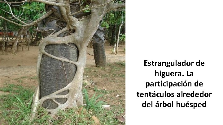 Estrangulador de higuera. La participación de tentáculos alrededor del árbol huésped 