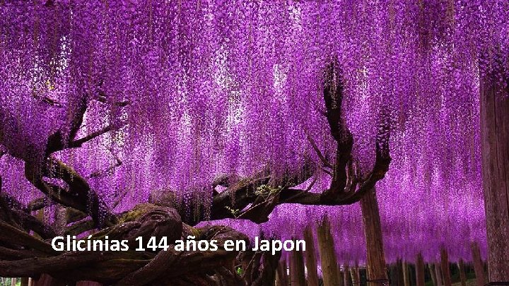 Glicínias 144 años en Japon 