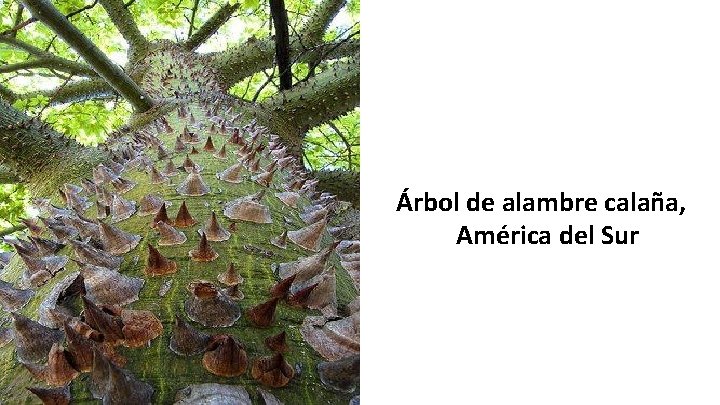 Árbol de alambre calaña, América del Sur 