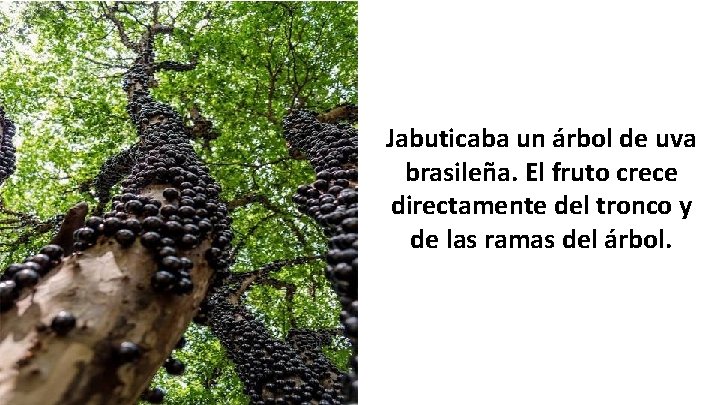 Jabuticaba un árbol de uva brasileña. El fruto crece directamente del tronco y de