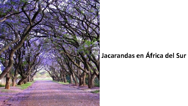 Jacarandas en África del Sur 