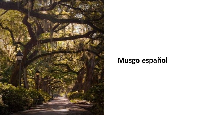 Musgo español 