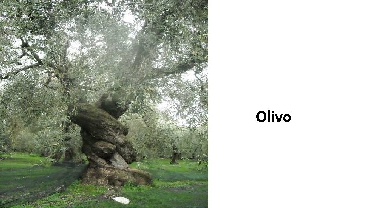 Olivo 