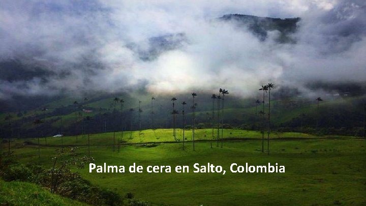 Palma de cera en Salto, Colombia 