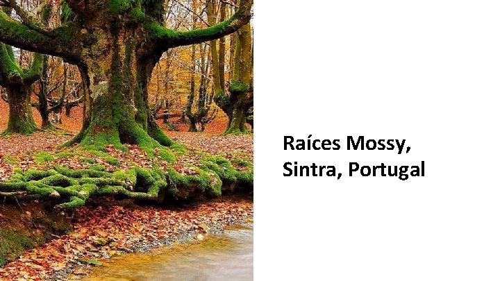 Raíces Mossy, Sintra, Portugal 