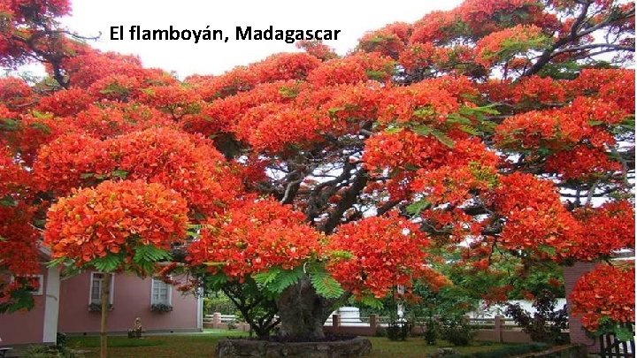 El flamboyán, Madagascar 