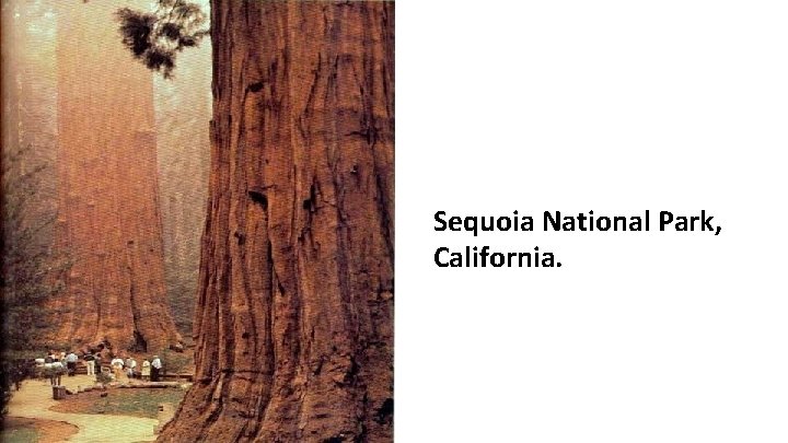 Sequoia National Park, California. 