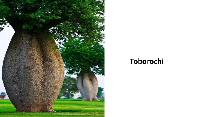 Toborochi 