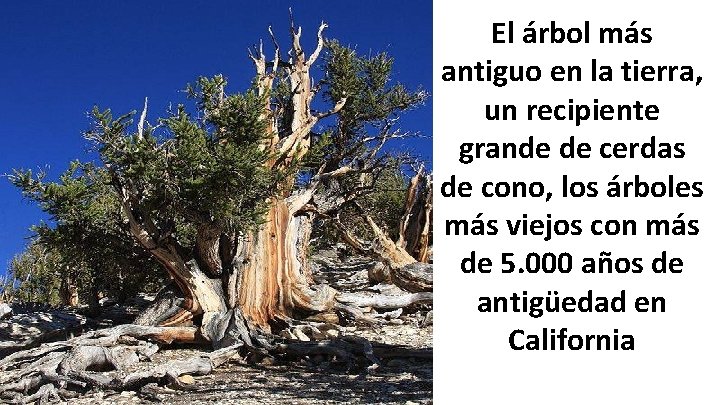 El árbol más antiguo en la tierra, un recipiente grande de cerdas de cono,