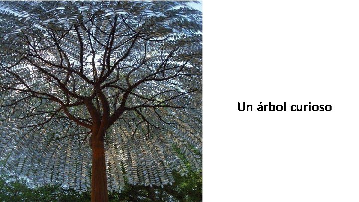 Un árbol curioso 