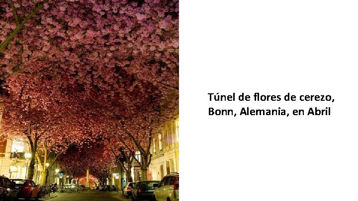 Túnel de flores de cerezo, Bonn, Alemania, en Abril 