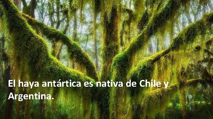 El haya antártica es nativa de Chile y Argentina. 