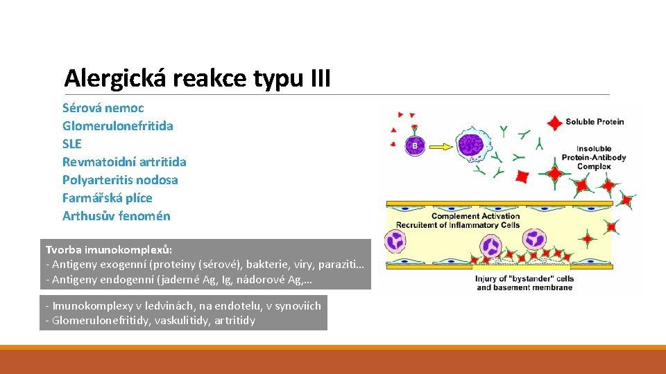 Alergická reakce typu III Sérová nemoc Glomerulonefritida SLE Revmatoidní artritida Polyarteritis nodosa Farmářská plíce