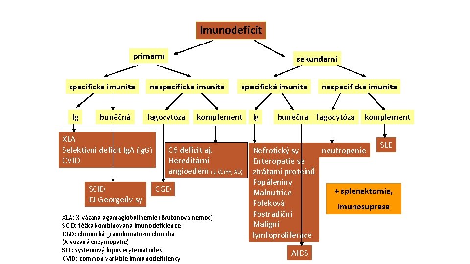 Imunodeficit primární specifická imunita Ig buněčná nespecifická imunita fagocytóza XLA Selektivní deficit Ig. A