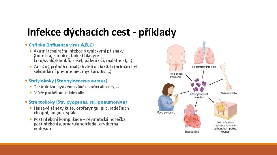 Infekce dýchacích cest - příklady • Chřipka (Influenza virus A, B, C) • Akutní