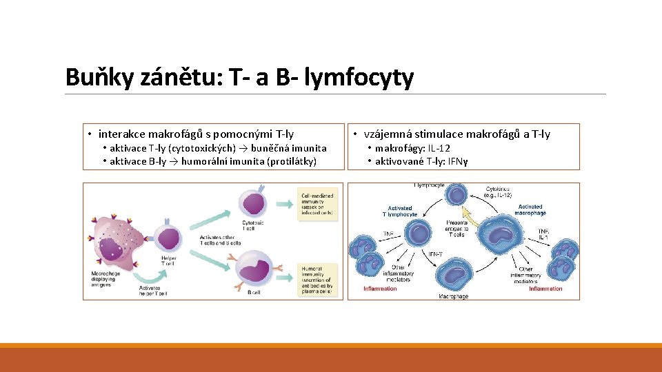 Buňky zánětu: T- a B- lymfocyty • interakce makrofágů s pomocnými T-ly • aktivace